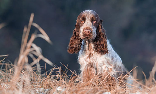 Breed Profile – English Cocker Spaniel