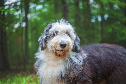 Breed Profile – Old English Sheepdog