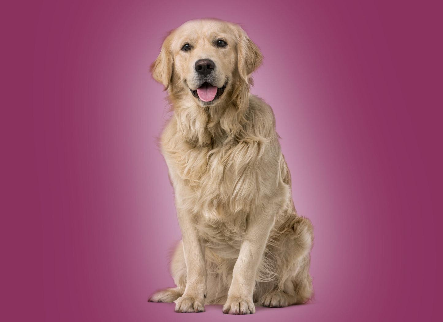 Dr John Hypoallergenic – kaczka i łosoś, bez kurczaka, karma dla psów wrażliwych, 2 kg - Premium Dog Food from Gilbertson & Page - Just $14! Shop now at Gilbertson & Page Europe