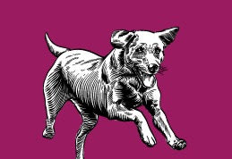 Dr John Hypoallergenic – kaczka i łosoś, bez kurczaka, karma dla psów wrażliwych, 2 kg - Premium Dog Food from Gilbertson & Page - Just $14! Shop now at Gilbertson & Page Europe