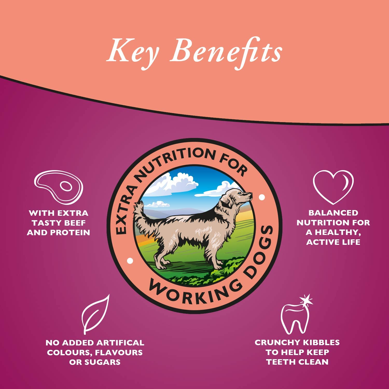 Arkwrights Sporting 15 kg – Karma energetyczna dla psów aktywnych - Premium Dog Food from Gilbertson & Page - Just $33.90! Shop now at Gilbertson & Page Europe