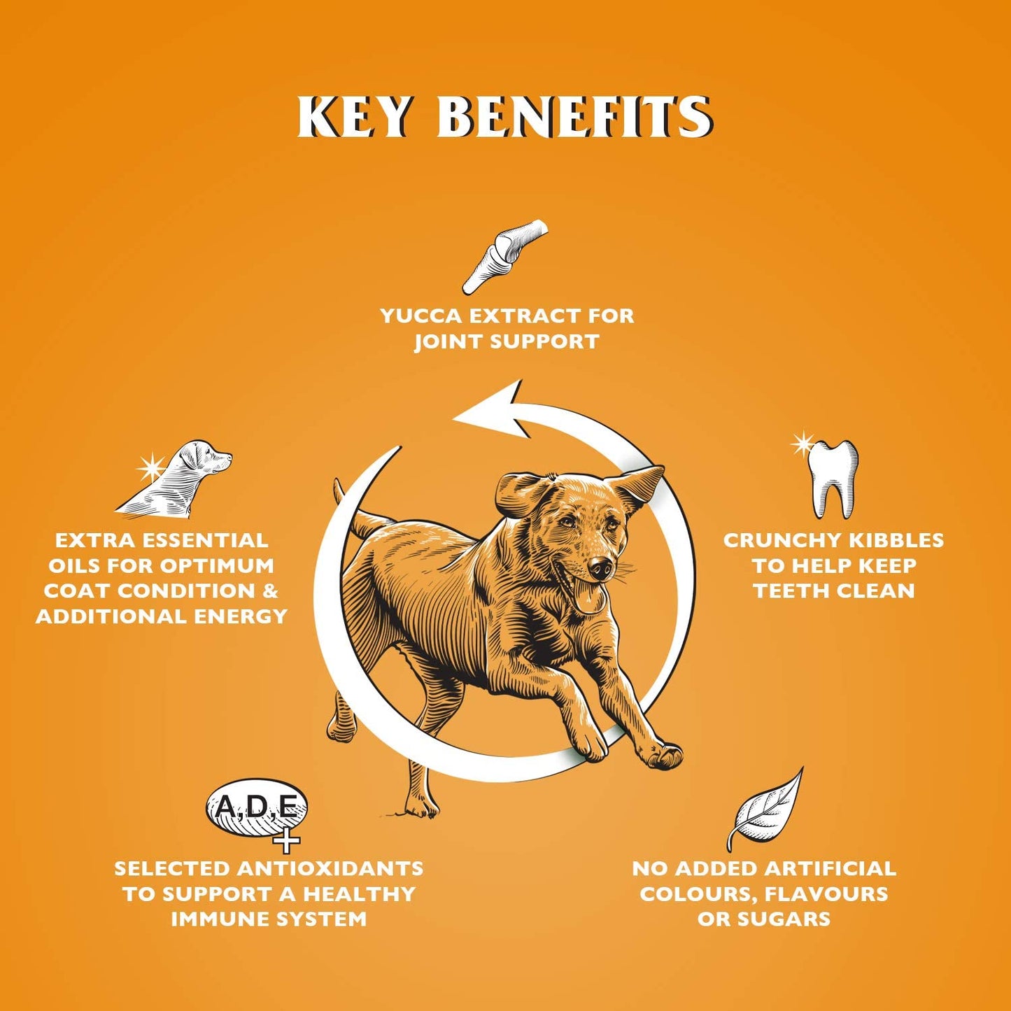 Dr John Gold – kurczak z warzywami, karma dla dorosłych psów dużych ras, 4 kg - Premium Dog Food from Gilbertson & Page - Just $13! Shop now at Gilbertson & Page Europe