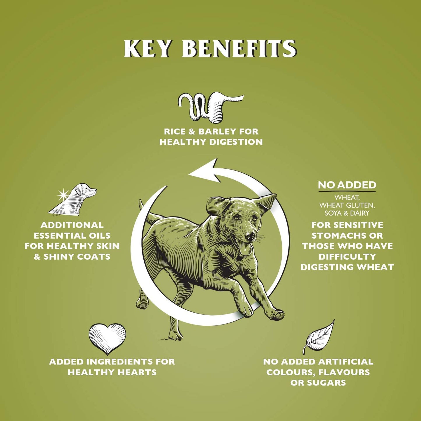 Dr John Hypoallergenic – jagnięcina z ryżem, bez pszenicy, karma dla psów wrażliwych, 4 kg - Premium Dog Food from Gilbertson & Page - Just $14! Shop now at Gilbertson & Page Europe