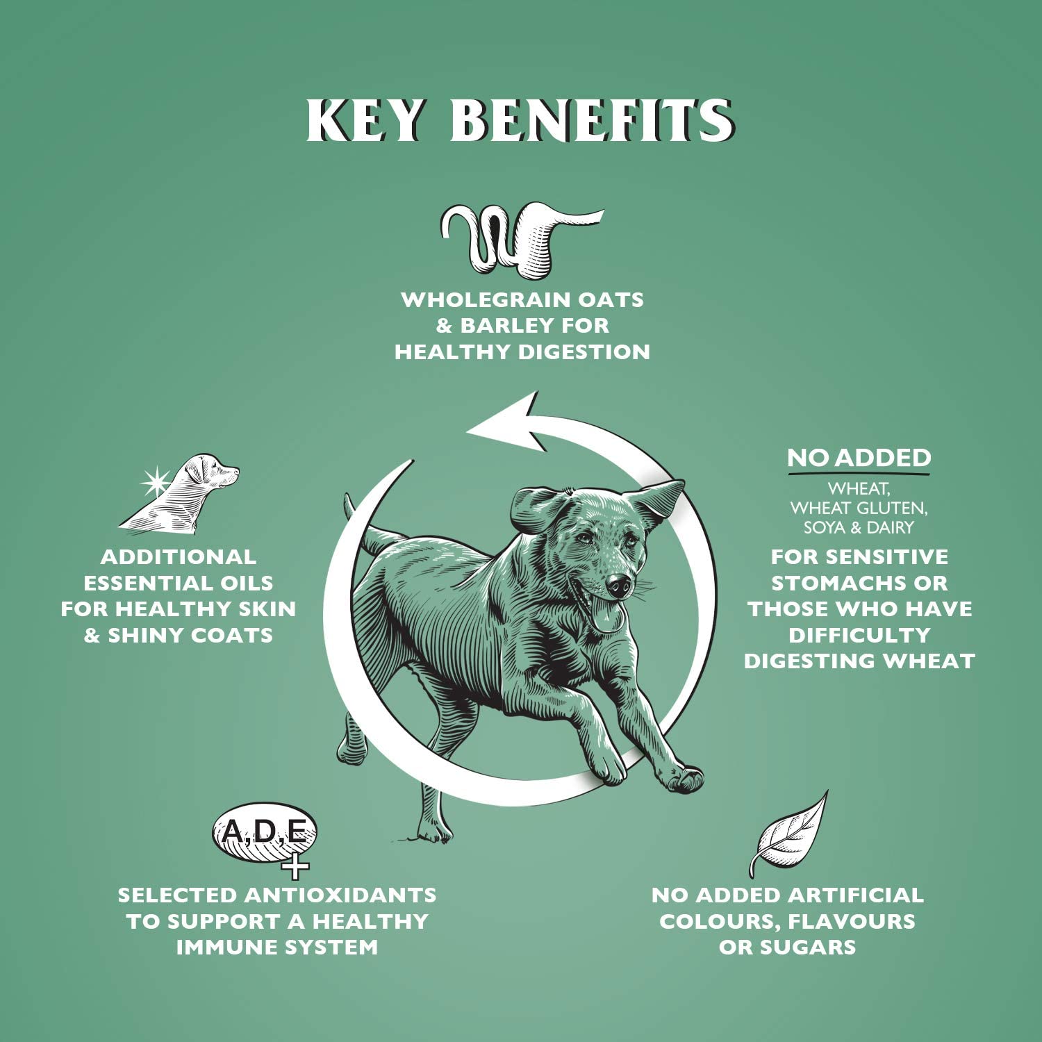 Dr John Hypoallergenic CHICKEN with OATS 15 kg - Premium Dog Food from Gilbertson & Page - Just $37! Shop now at Gilbertson & Page Europe