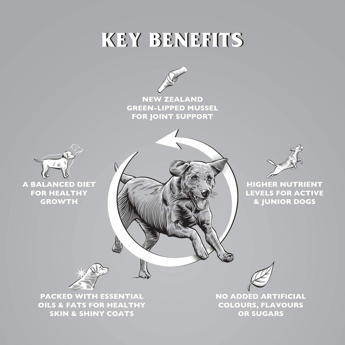 Dr John Titanium – kurczak z warzywami, karma dla młodych oraz aktywnych psów dorosłych, 4 kg - Premium Dog Food from Gilbertson & Page - Just $14! Shop now at Gilbertson & Page Europe
