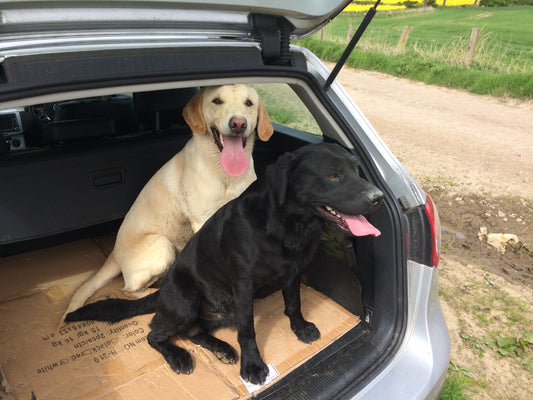 Breed Profile – Labrador Retriever