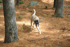 Breed Profile: English Mastiff