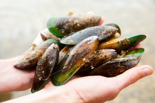 NZ Green Lipped Mussel