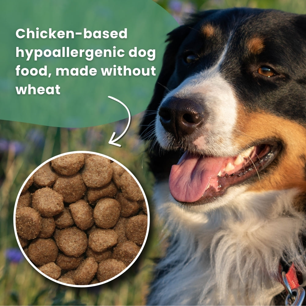 Dr John Allergivänligt – hundfoder kyckling & havre • 2×12,5 kg dubbelpack